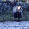 GRIZZLY BEAR (7x photo)