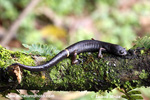 SALAMANDRA SP (3xphoto)