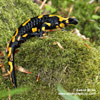 FIRE SALAMANDER (7xphoto)