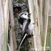 LONG-TAILED TIT (6xphoto)