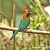 RUFOUS MOTMOT (3xphoto)