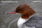 COMMON MERGANSER (2xphoto)