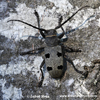 LONG-HORNED BEETLE (4xphoto)