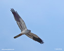 MONTAGUS HARRIER (8xphoto)