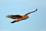 HEN HARRIER (3xphoto)