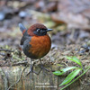 RUFOUS-BREASTED ANTTHRUSH (3xphoto)