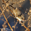 HARVEST MOUSE (1xphoto)