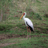 YELLOW-BILLED STORK (2xphoto)