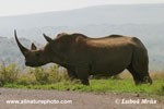 WHITE RHINOCEROS (10x photo)