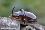 EUROPEAN RHINOCEROS BEETLE (2xphoto)