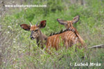 NYALA (2xphoto)