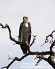 MARTIAL EAGLE (2xphoto)