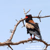 BATELEUR (3xphoto)