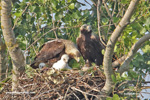 EASTERN IMPERIAL EAGLE (6xphoto)