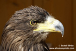 WHITE-TAILED EAGLE (9xphoto)