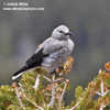 CLARKS NUTCRACKER (5xphoto)