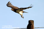 BLACK-BREASTED SNAKE EAGLE (2xphoto)