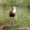 AFRICAN JACANA (4xphoto)