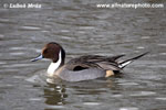 PINTAIL (1xphoto)