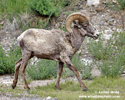 BIGHORN SHEEP (4xphoto)