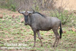 BLUE WILDEBEEST (14xphoto)