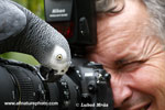 GREY PARROT (2xphoto)