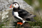 PUFFIN (12xphoto)