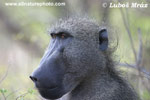 CHAKMA BABOON (12x photo)