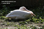 GREAT WHITE PELICAN (1xphoto)