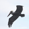 BROWN PELICAN (7xphoto)