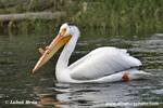 AMERICAN WHITE PELICAN (5xphoto)