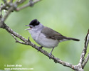 BLACKCAP (8xphoto)