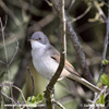 COMMON WHITETHROAT (12xphoto)