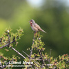 DARTFORD WARBLER (2xphoto)