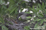 ORPHEAN WARBLER (7xphoto)