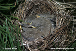 LESSER WHITETHROAT (1xphoto)