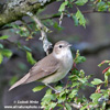 GARDEN WARBLER (6xphoto)