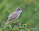 BARRED WARBLER (6xphoto)