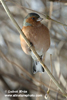 CHAFFINCH (1xphoto)