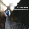 HELMETED GUINEAFOWL (7xphoto)