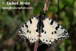 SOUTHERN FESTOON (2xphoto)