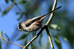 Passerines