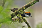 CHESTNUT-CAPPED BRUSH-FINCH (1xphoto)