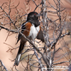 SPOTTED TOWHEE (4xphoto)