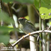 LONG-TAILED MANAKIN (2xphoto)