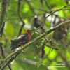 CLUB-WINGED MANAKIN (4xphoto)