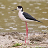 BLACK-WINGED STILT (7xphoto)