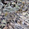 AMERICAN PIKA (2xphoto)