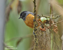 BLUE-BACKED CONEBILL (2xphoto)