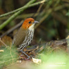 CHESTNUT-CROWNED ANTPITTA (4xphoto)